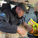 IMPA de El Marqués Atiende Caso de Crueldad Animal en La Cañada