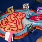 Promueve la Universidad Autónoma de Querétaro educación interactiva a través del “Museo del Cerebro”