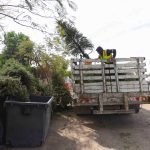 🎄 ¡Dale una segunda vida a tu árbol! Corregidora inicia campaña de reciclaje navideño 2026