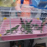 🦎 Rescatan a iguanas y tortugas víctimas de comercio ilegal en El Marqués