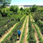 🌿 Escápate al campo: La Salitrera abre sus huertas de zarzamora este fin de semana en Colón