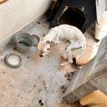 🐾 Rescate animal en El Marqués: Salvaguardan a canina en situación de abandono en La Pradera