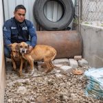 🐾 Multan con 12 mil pesos a propietario por maltrato animal en El Marqués