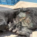 Mantiene IMPA atención permanente a ejemplar afectado por gusano barrenador