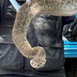 🦊🐍 Rescatan a un zorro gris y una víbora de cascabel en El Marqués y Cadereyta