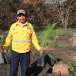 SEDEA inicia reforestación en Querétaro; plantarán más de 800 mil árboles