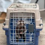 🦨 Corregidora asegura serpiente en zona urbana y libera mofeta en El Cimatario