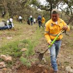 Avanza SEDEA en la reforestación del estado con plantación de árboles