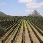 Viñedo de Piedra en la Ruta del Arte, Queso y Vino