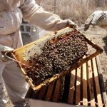 🐝 Poliniza Querétaro: el programa pionero que fortalece la apicultura y protege a las abejas en el municipio