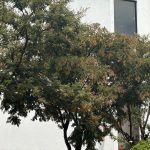 🌳 Investigador de la UAQ estudia propiedades del timbe para explorar su potencial contra la diabetes