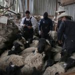 🐄 Corregidora brinda atención veterinaria a 580 cabezas de ganado en cuatro comunidades