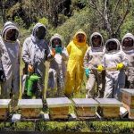 🐝 El Marqués fortalecerá el rescate de abejas con intercambio de experiencias en Colombia