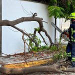 🍃Alerta en la capital por ráfagas de viento, Protección Civil retira espectaculares y reporta caída de árboles